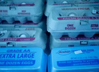 Rising Egg Prices Due to Bird Flu Outbreak: Latest Updates and Impact on Consumers news-17082024-202451