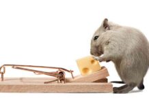 Rate Cut Expectations Drive Dollar Lower as Yields Rise – Action Forex news-31082024-232446