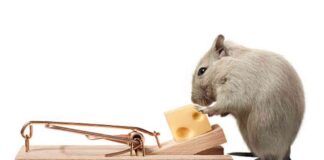 Rate Cut Expectations Drive Dollar Lower as Yields Rise – Action Forex news-31082024-232446