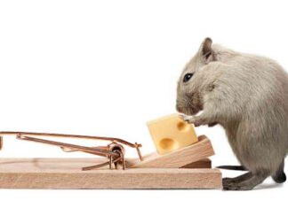 Rate Cut Expectations Drive Dollar Lower as Yields Rise – Action Forex news-31082024-232446